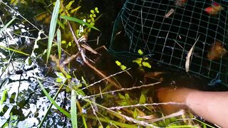 wire fish trap