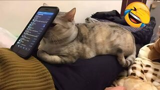 Funniest Animal Videos 2024???? Best Funny Cats & Dogs Videos????12