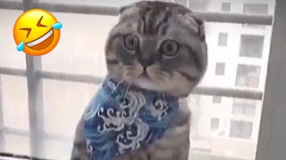 Funniest Cats and Dogs Videos ???????? Videos Hilarious Animal Compilation #14