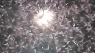 Mungkin ini hari terakhir larva lele makan PASTA, besok ganti pakan