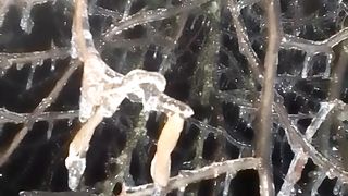 Деревья в ледяном плену