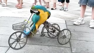 Amazing parrot rides a tricycle!