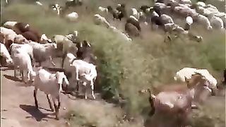 African_body_builder_MR.WAD_EXPOSES_THE_WESTERN_WORLD_????_and_shows_the_BEAUTIFUL_AFRICAN_Culture (360p).