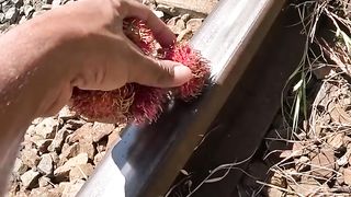 Train VS Rambutan