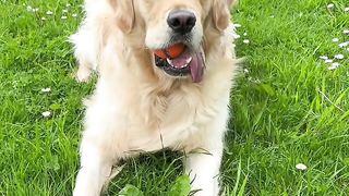 The cutest golden retriever you could ever see