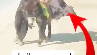Bahin bahin hoti hai