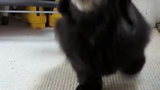 CAT ???????? 4