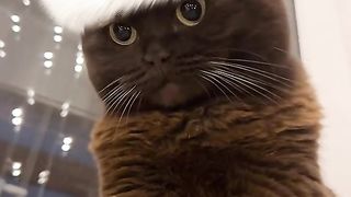 CAT ???????? 5
