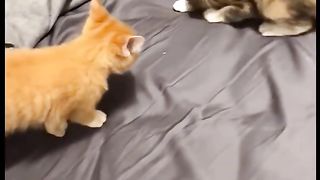 CAT ???????? 6