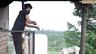 Kyun beech rescue mein hamne is pitbull par bandook taan di!