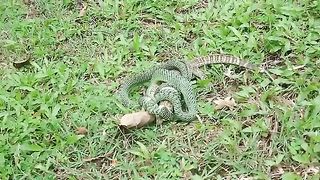 Golden Tree Snake Eating Monitor Lizard After Falling out of Tree Next to Me at Dinacon