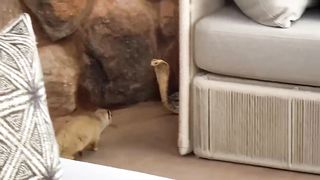 Mongoose Vs Cobra Snake Fight | Cape Cobra Snake | সাপ ও বেজির লড়াই | Nittya's Animal Society
