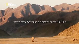 Life of Elephants [National Geographic Documentary HD
