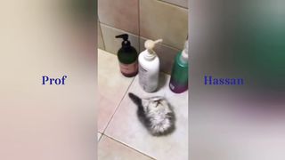 Best cat play