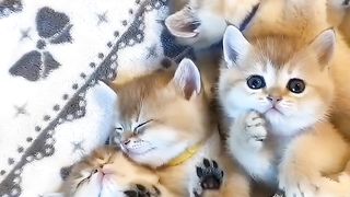 Funny actions 111