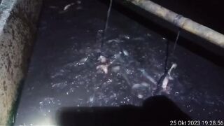 RAKUSnya ikan lele ukuran sangkal