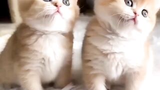 Funny actions 113