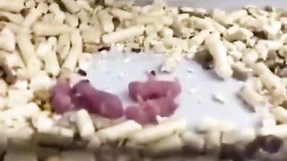 Мать года