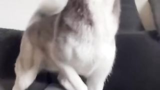 Funny Dog Viral Video 104
