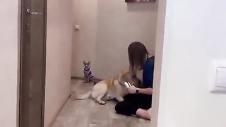 Дайте оскар этой собаке!