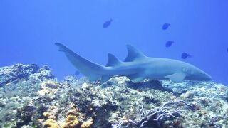 small shark swiming