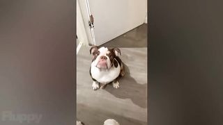 YOU LAUGH YOU LOSE! ???? (Funny Dog Videos) ????
