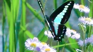 Surah Al Mulk | Beautiful Quran Recitation | Holly Quran
