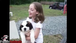 Funny St Bernard Dogs Compilation