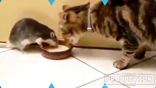 Cats and dogs fighting for food - Funny dog & cat compilation