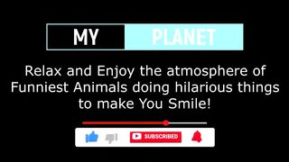 Funniest Animals 2023 Funniest Cats and Dogs 4