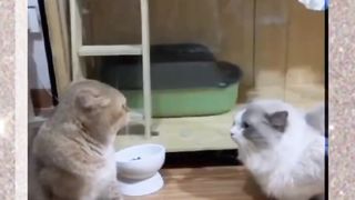 Dogs And Cats Funny Clips