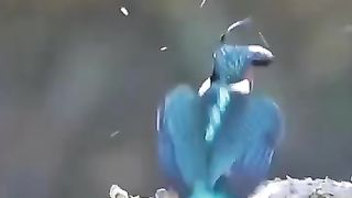 King fisher is a bird