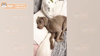 Dogs Are So Funny That You Can Die Of Laughter ???? 2