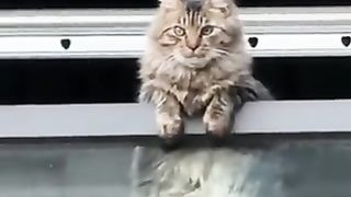 A cat who had something good happen to him