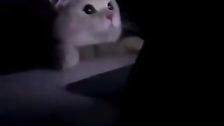 Cute_And_Funny_Cats_????????????????_#viral_#shorts_#reels_#cat_#cats_#pets_#catsshare(360p).