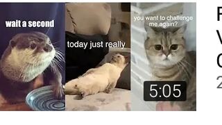 Funny Animal Voiceover Compilation