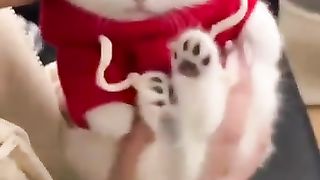 Cute_And_Funny_Cats_????????????????_#viral_#shorts_#cat_#cats_#pets(360p)(2).