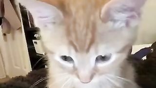 Cute_And_Funny_Cats_????????????????_#viral_#shorts_#cat_#cats_#pets(360p)(1).