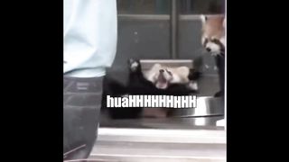 Funny Animal Voiceover Compilation Part 2