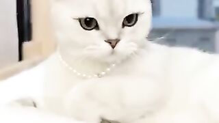 Cute_And_Funny_Cats_????????????????_#viral_#shorts_#cat_#cats_#pets(360p).