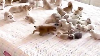 Cute_And_Funny_Cats_????????????????_#viral_#shorts_#cat_#cats_#pets_#catsshare(360p)(1).