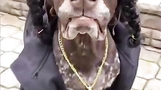 Funny_Animal_Videos_Of_The_Day_001!_#memes_#funnyanimals_#memesus_#dankmemes(360p).