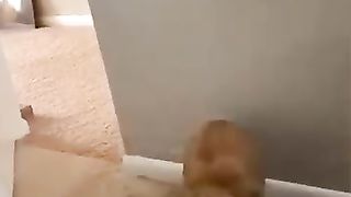 Funny_Animal_Videos_Of_The_Day_002!_????????_#memes_#fyp_#animals_#dankmemes(360p).