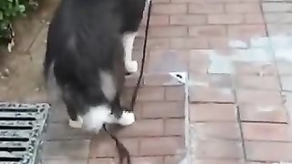 Funny_Animal_Videos_Of_The_Day_003!_????????_#dogs__#fypシ_#short__#funny_#funnyvideos(360p).
