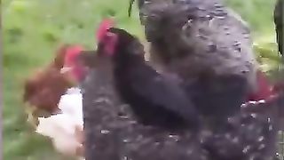 Funny_Animal_Videos_Of_The_Day_004!_????????_#fyp__#funnyanimals_#fypシ__#dankmemes(360p).