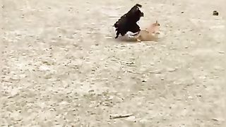 Funny_Animal_Videos_Of_The_Day_006!_????????_#fyp_#fypシ__#funnyanimals_#memes(360p).