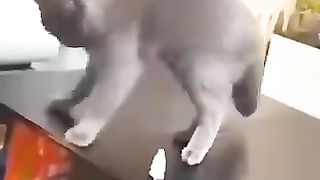 Funny_Animal_Videos_Of_The_Day_007!_????????_#fyp_#funnyanimals_#fypシ__#animals(360p).