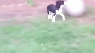 Funny_Animal_Videos_Of_The_Day_009!_????????_#fyp__#memes_#memedaily_#dankmemes(360p).