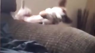 Funny_Animal_Videos_Of_The_Day_0011!_????????_#fyp__#memes_#memedaily_#dankmemes(360p).