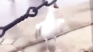 Funny_Animal_Videos_Of_The_Day_0013!_????????_#fyp_#memes_#memedaily_#dankmemes(360p).